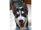 Adopt RACCOON (Mid-East) yo a Black - with White Siberian Husky / Mixed dog in