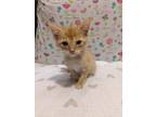 Adopt Rose a Orange or Red Tabby American Shorthair / Mixed (short coat) cat in
