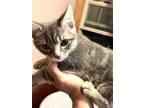 Adopt Shallot a Spotted Tabby/Leopard Spotted Domestic Shorthair / Mixed cat in