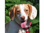 Adopt Marigold a White - with Red, Golden, Orange or Chestnut Beagle / Mixed dog