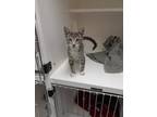 Adopt Braxton a Gray, Blue or Silver Tabby Domestic Shorthair cat in Parker