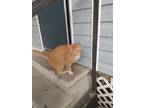 Adopt Chulo a Orange or Red Tabby Domestic Shorthair / Mixed (short coat) cat in