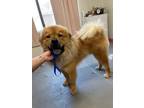 Adopt CHAPO a Red/Golden/Orange/Chestnut Chow Chow / Mixed dog in Tucson