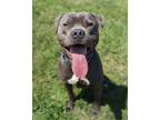 Adopt Fletcher Reede a American Pit Bull Terrier / Mixed dog in Richmond