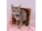 Adopt Gideon II a Brown Tabby Domestic Shorthair / Mixed cat in Muskegon