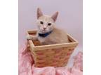 Adopt Gabe a Orange or Red Tabby Domestic Shorthair / Mixed cat in Muskegon