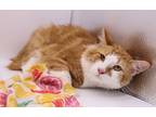 Adopt Clifford II a Orange or Red (Mostly) Domestic Mediumhair / Mixed cat in