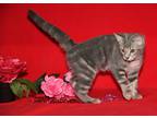 Adopt Patches (Spayed) InFosterCare a Gray, Blue or Silver Tabby Domestic