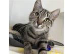 Adopt Coral a Brown Tabby Domestic Shorthair / Mixed (short coat) cat in Rohnert