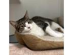 Adopt Plum a Brown Tabby Domestic Shorthair / Mixed (short coat) cat in Rohnert