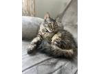 Adopt Alley & Nova a Brown or Chocolate (Mostly) Maine Coon / Mixed (medium