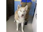 Adopt Kaia a White - with Red, Golden, Orange or Chestnut Husky / Akita / Mixed