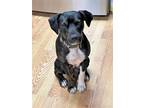 Adopt Sasha a Black - with White Pit Bull Terrier / Mixed dog in Cornelius