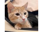 Adopt Waffle a Domestic Shorthair / Mixed cat in Kingston, NY (39089513)