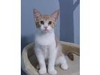 Adopt O'Malley a Orange or Red Tabby Domestic Shorthair / Mixed (short coat) cat