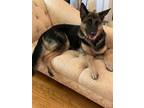 Adopt Echo a Brown/Chocolate - with Black German Shepherd Dog / Mixed dog in