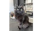 Adopt Jules a All Black Domestic Mediumhair / Mixed (medium coat) cat in Nichols