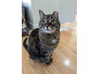 Adopt Precious a Brown Tabby Domestic Shorthair / Mixed (short coat) cat in