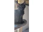 Adopt Star Kitten a Domestic Longhair / Mixed (short coat) cat in Brigham City -