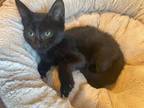 Adopt Asteroid a Domestic Shorthair / Mixed (short coat) cat in Wauchula