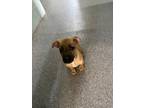 Adopt Puppy 1 a Mixed Breed (Medium) / Mixed dog in Carrollton, KY (39082228)