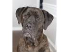 Adopt Apollo a Brindle Cane Corso / Mixed dog in Louisville, KY (39114351)