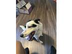 Adopt Spot a White - with Black Border Collie / Dalmatian / Mixed dog in Austin