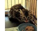 Adopt Patashu a Gray, Blue or Silver Tabby Maine Coon (long coat) cat in