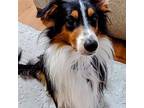 Adopt Zeus a Tricolor (Tan/Brown & Black & White) Sheltie