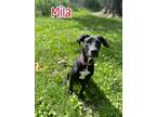 Adopt Mila a Great Dane / Whippet / Mixed dog in Port Clinton, OH (39124277)