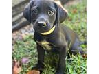 Adopt Sara a Black - with White Labrador Retriever / Mixed dog in Burlington