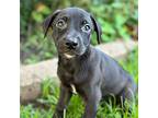 Adopt Kobe a Black - with White Terrier (Unknown Type, Medium) / Labrador