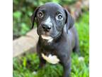 Adopt Karson a Black - with White Labrador Retriever / Terrier (Unknown Type