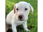 Adopt Kamryn a White - with Tan, Yellow or Fawn Labrador Retriever / Terrier
