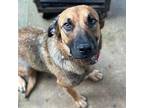 Adopt Peggy a Brown/Chocolate - with Black German Shepherd Dog / Mixed dog in