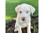 Adopt Krissy a Tan/Yellow/Fawn - with White Labrador Retriever / Terrier