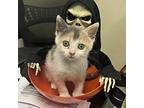 Adopt Jesse a Tortoiseshell Domestic Shorthair (short coat) cat in Burlington
