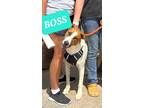 Adopt Boss Fury a Brown/Chocolate - with White Jack Russell Terrier / Pit Bull