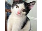 Adopt Atlas a Black & White or Tuxedo Domestic Shorthair (short coat) cat in