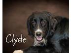 Adopt Clyde a Black - with White Great Pyrenees / Border Collie / Mixed dog in