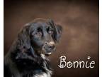 Adopt Bonnie a Black - with White Great Pyrenees / Border Collie / Mixed dog in