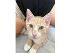 Adopt Clyde a Orange or Red Domestic Shorthair (short coat) cat in Upper Falls