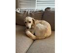 Adopt Teddie a White Beagle / Labrador Retriever / Mixed dog in Urbandale