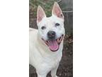 Adopt Gerry a White - with Gray or Silver Husky / Labrador Retriever dog in