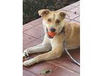 Adopt Honey Perfect Family Doggie! Gem of a Pup a Brown/Chocolate - with Tan