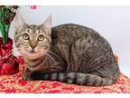 Adopt Taro a Brown Tabby Domestic Shorthair / Mixed cat in Muskegon