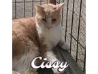 Adopt Cissy a Domestic Shorthair / Mixed (short coat) cat in Hillsboro