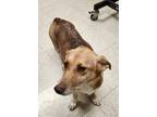 Adopt Lolly a Fox Terrier (Smooth) / Corgi / Mixed dog in Mocksville