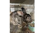 Adopt 89 a New Zealand / Mixed (short coat) rabbit in Defiance, OH (39113742)