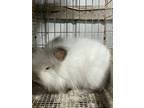 Adopt Pi a Angora, English / Mixed (short coat) rabbit in Defiance